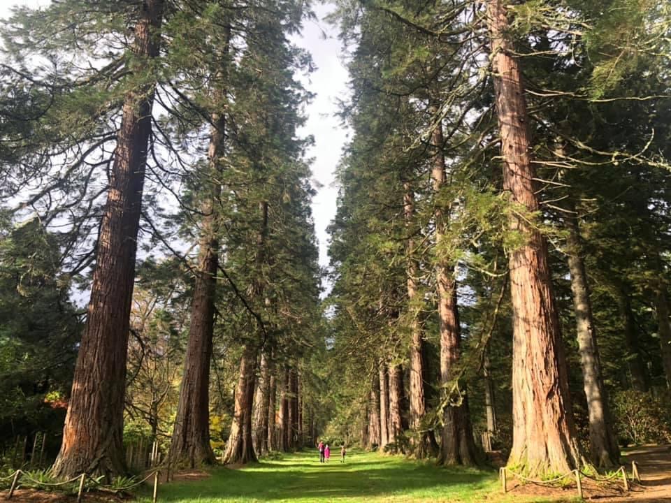 Benmore Gardens Tall Trees