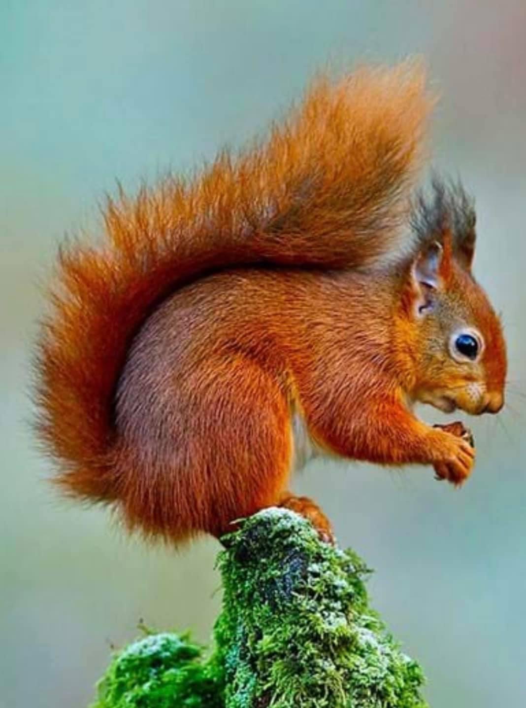 Red Squirrel